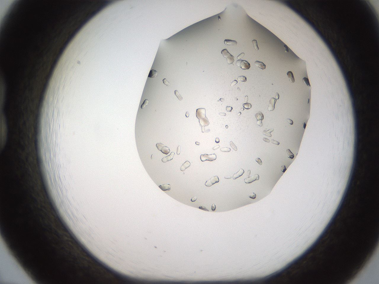 folderID327_plateID2327_batchID10995_wellNum20_profileID1_d1_r164150_ef.jpg