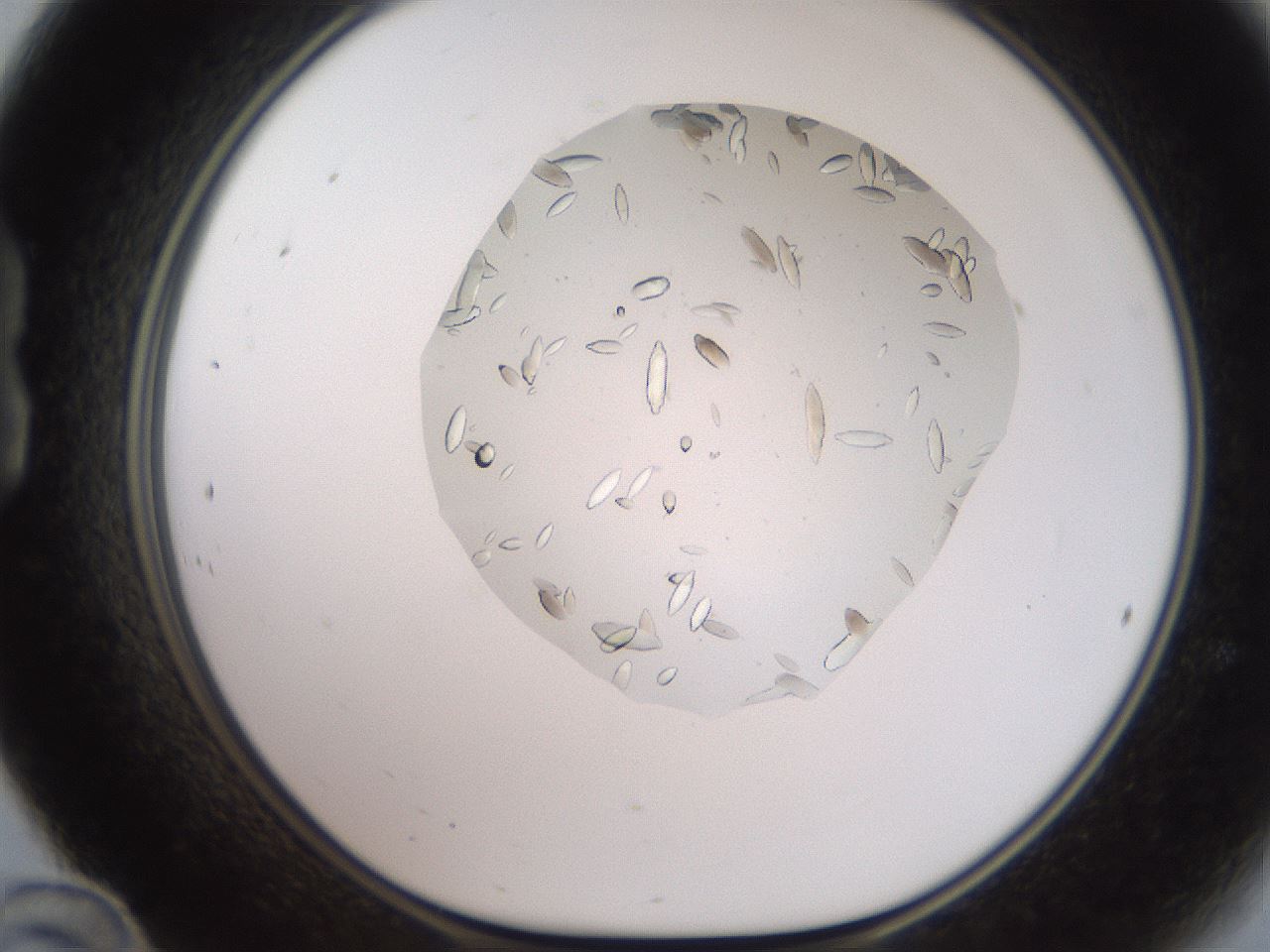 folderID327_plateID2327_batchID10995_wellNum24_profileID1_d1_r164154_ef.jpg