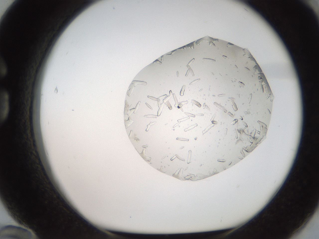 folderID327_plateID2327_batchID10995_wellNum84_profileID1_d1_r164214_ef.jpg