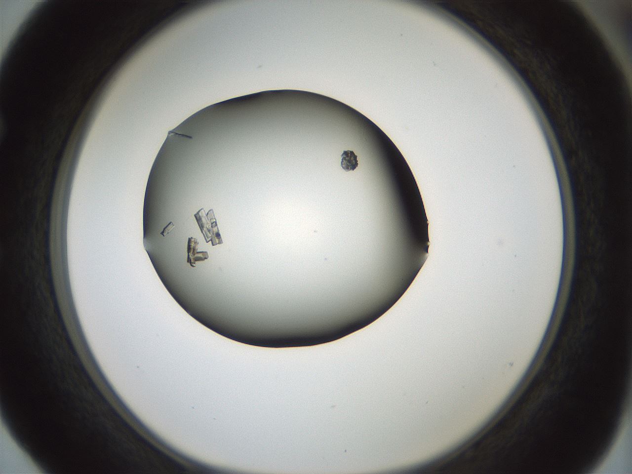 folderID352_plateID1352_batchID4709_wellNum52_profileID1_d1_r81855_ef.jpg