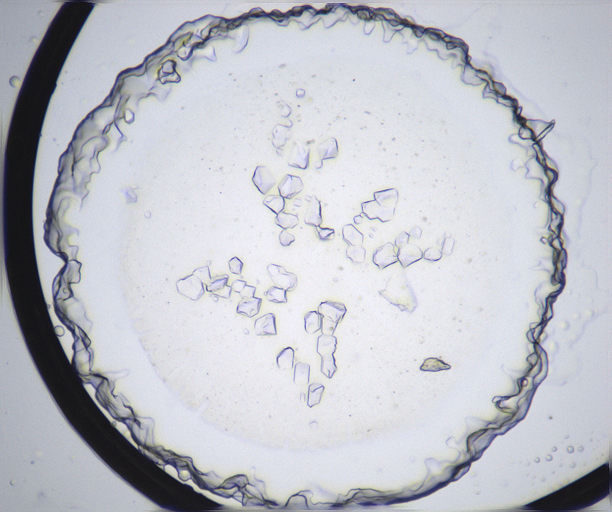 folderID358_plateID2358_batchID11080_wellNum29_profileID1_d1_r168027_ef.jpg