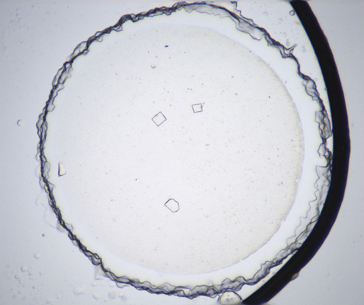 folderID358_plateID2358_batchID11080_wellNum33_profileID1_d1_r168035_ef.jpg
