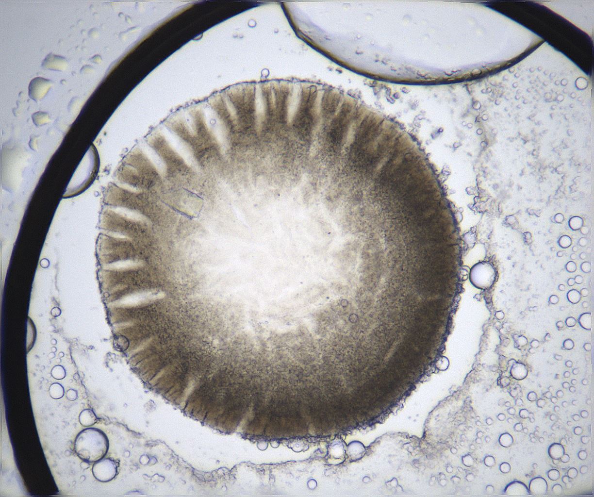 folderID358_plateID2358_batchID11080_wellNum40_profileID1_d1_r168049_ef.jpg