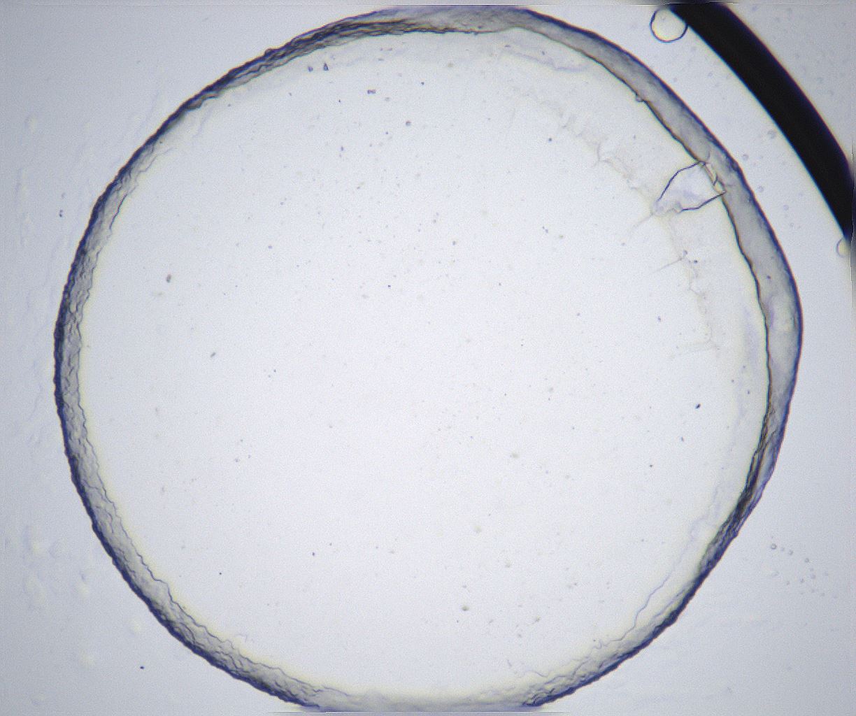 folderID358_plateID2358_batchID11080_wellNum82_profileID1_d1_r168133_ef.jpg