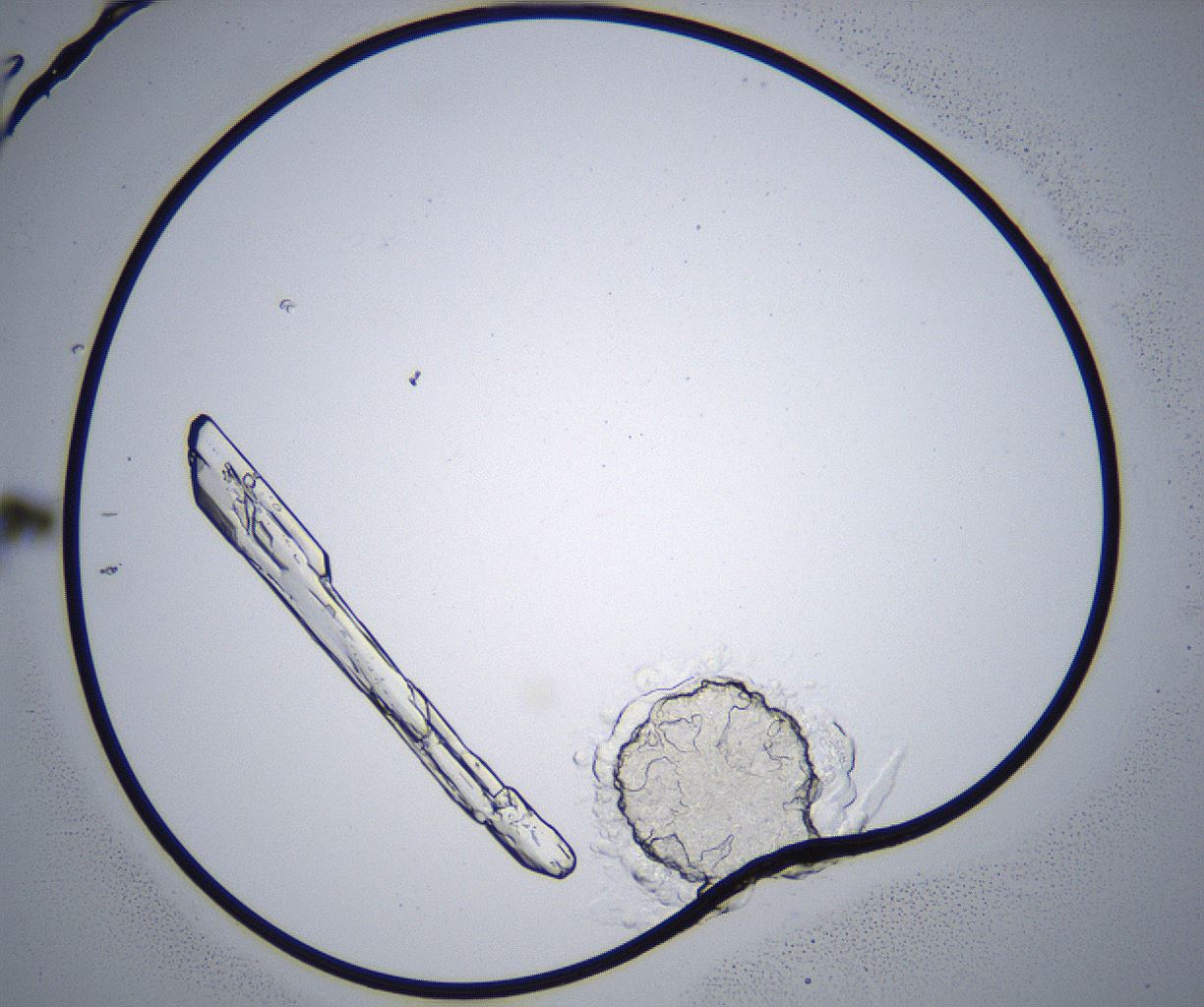folderID359_plateID2359_batchID11078_wellNum11_profileID1_d1_r167223_ef.jpg