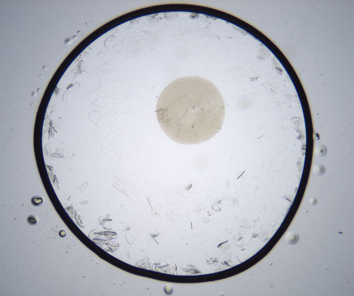 folderID360_plateID2360_batchID11086_wellNum88_profileID1_d1_r168337_ef.jpg