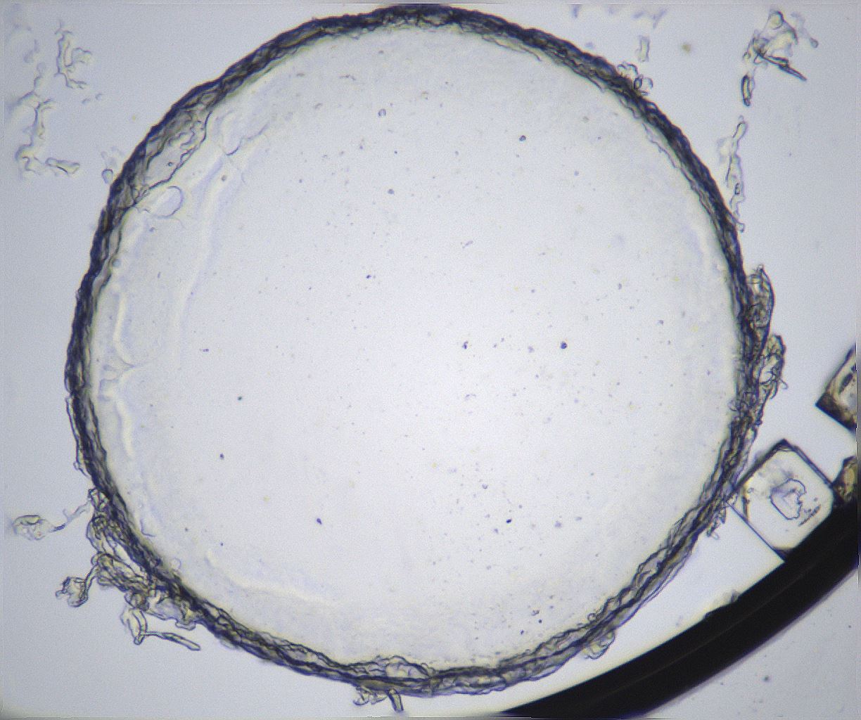 folderID361_plateID2361_batchID11084_wellNum1_profileID1_d1_r167779_ef.jpg