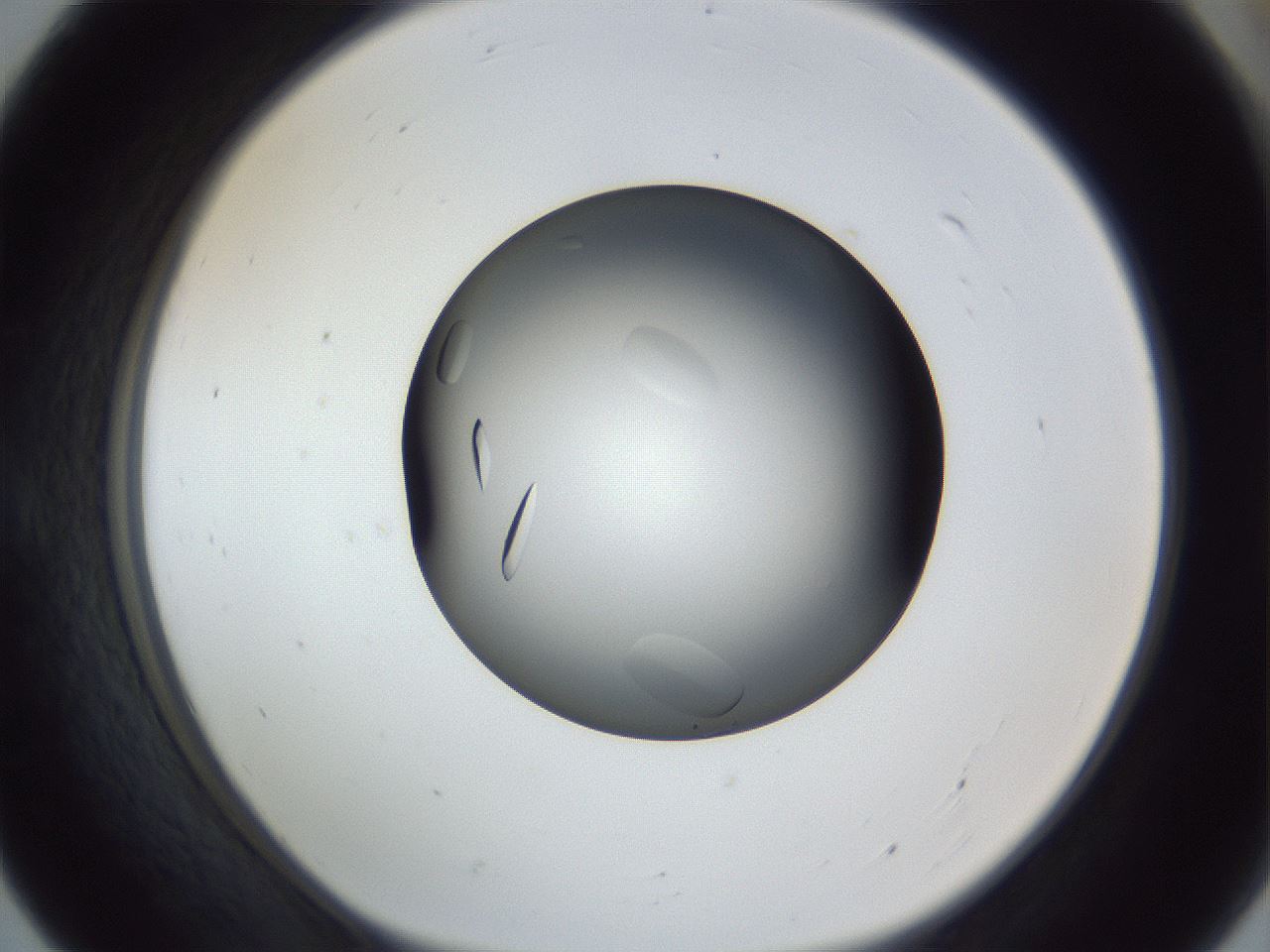 folderID364_plateID1364_batchID4726_wellNum55_profileID1_d1_r82684_ef.jpg