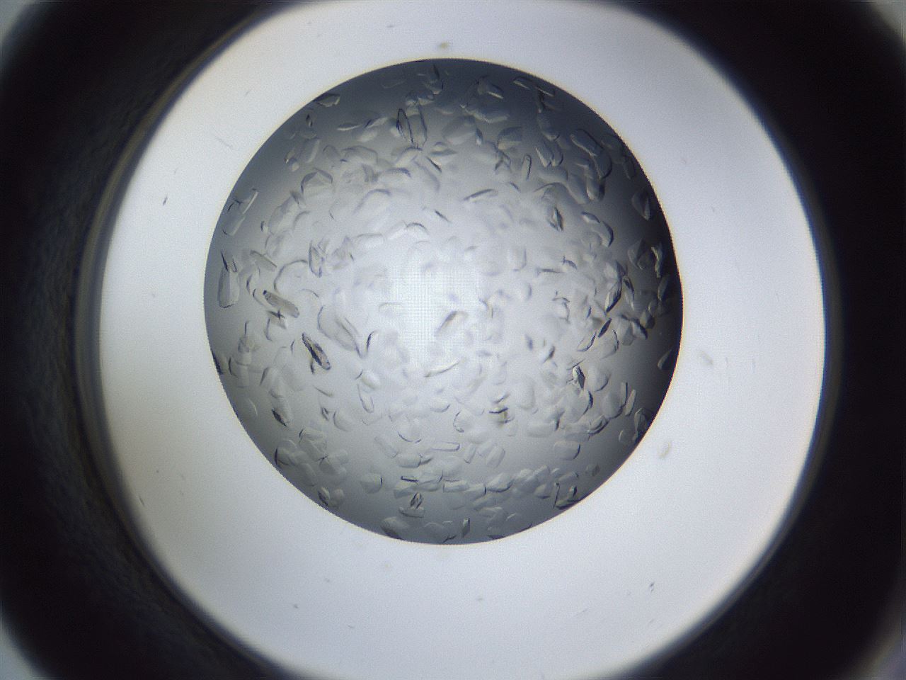 folderID364_plateID1364_batchID4726_wellNum56_profileID1_d2_r82687_ef.jpg