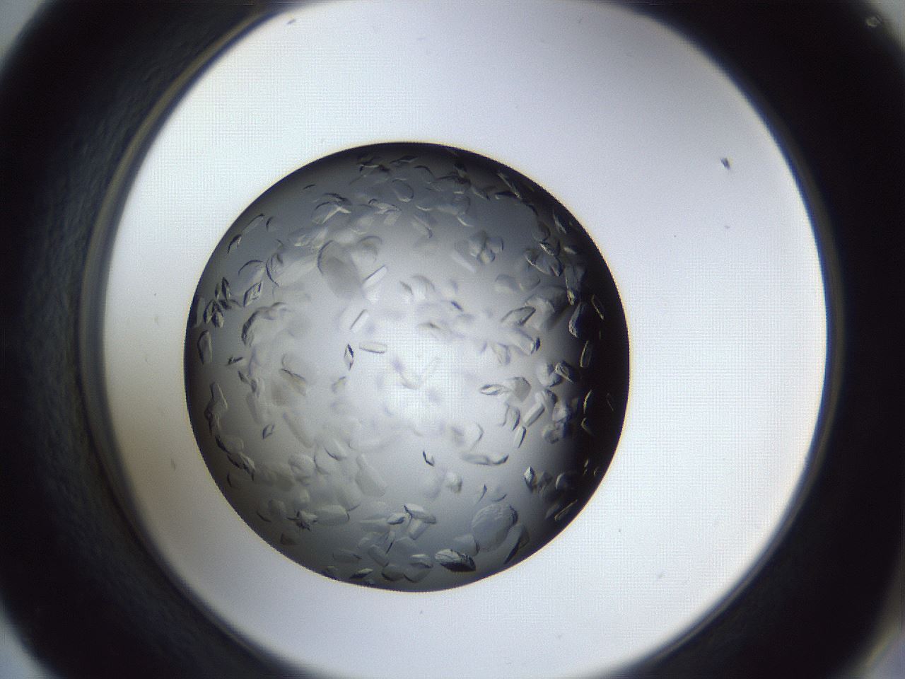 folderID364_plateID1364_batchID4726_wellNum57_profileID1_d2_r82689_ef.jpg
