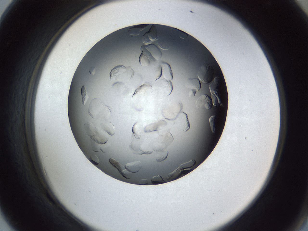 folderID364_plateID1364_batchID4726_wellNum69_profileID1_d2_r82713_ef.jpg