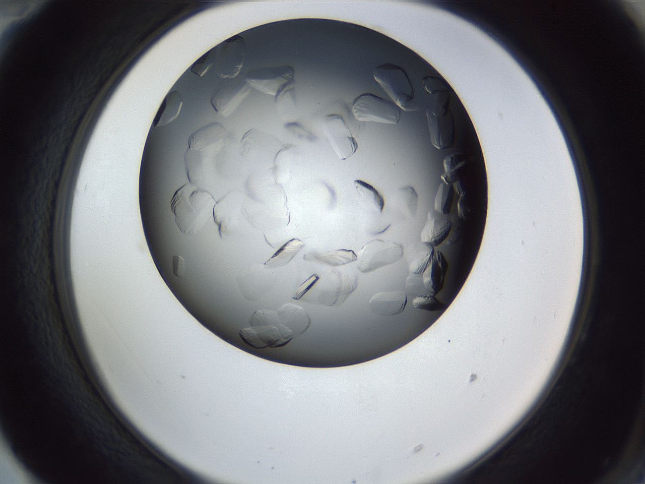 folderID364_plateID1364_batchID4726_wellNum70_profileID1_d2_r82715_ef.jpg