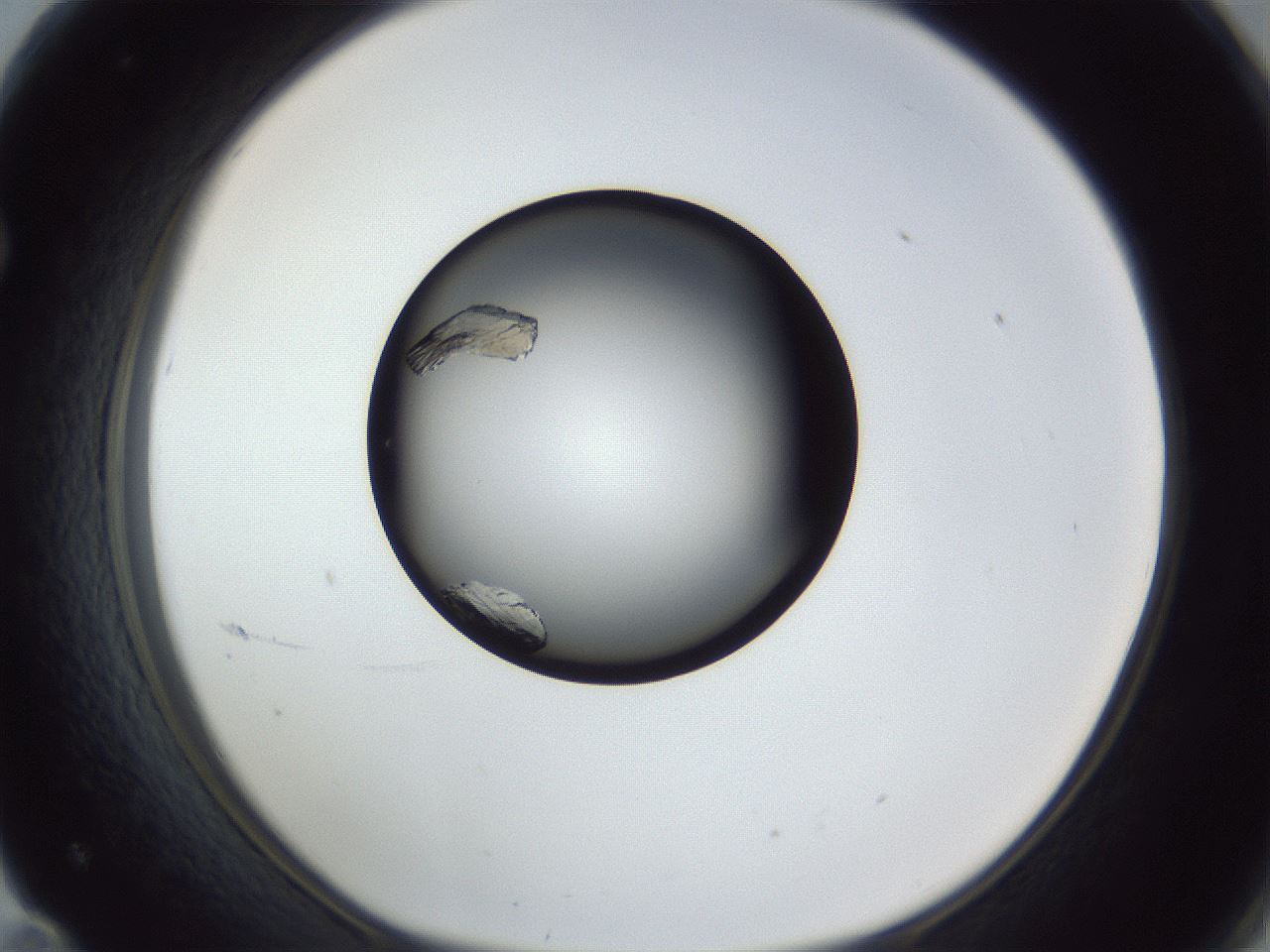 folderID364_plateID1364_batchID4726_wellNum71_profileID1_d1_r82716_ef.jpg