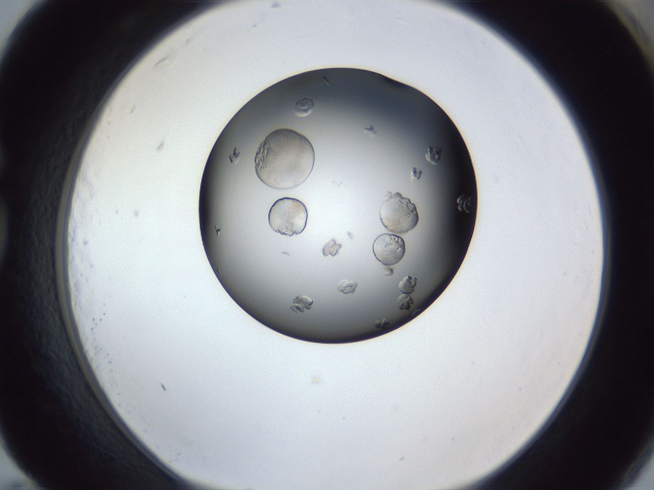 folderID364_plateID1364_batchID4726_wellNum83_profileID1_d1_r82740_ef.jpg
