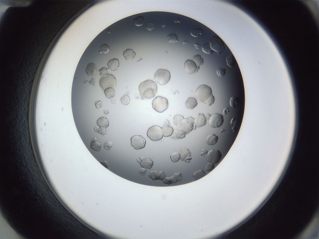 folderID364_plateID1364_batchID4726_wellNum84_profileID1_d2_r82743_ef.jpg