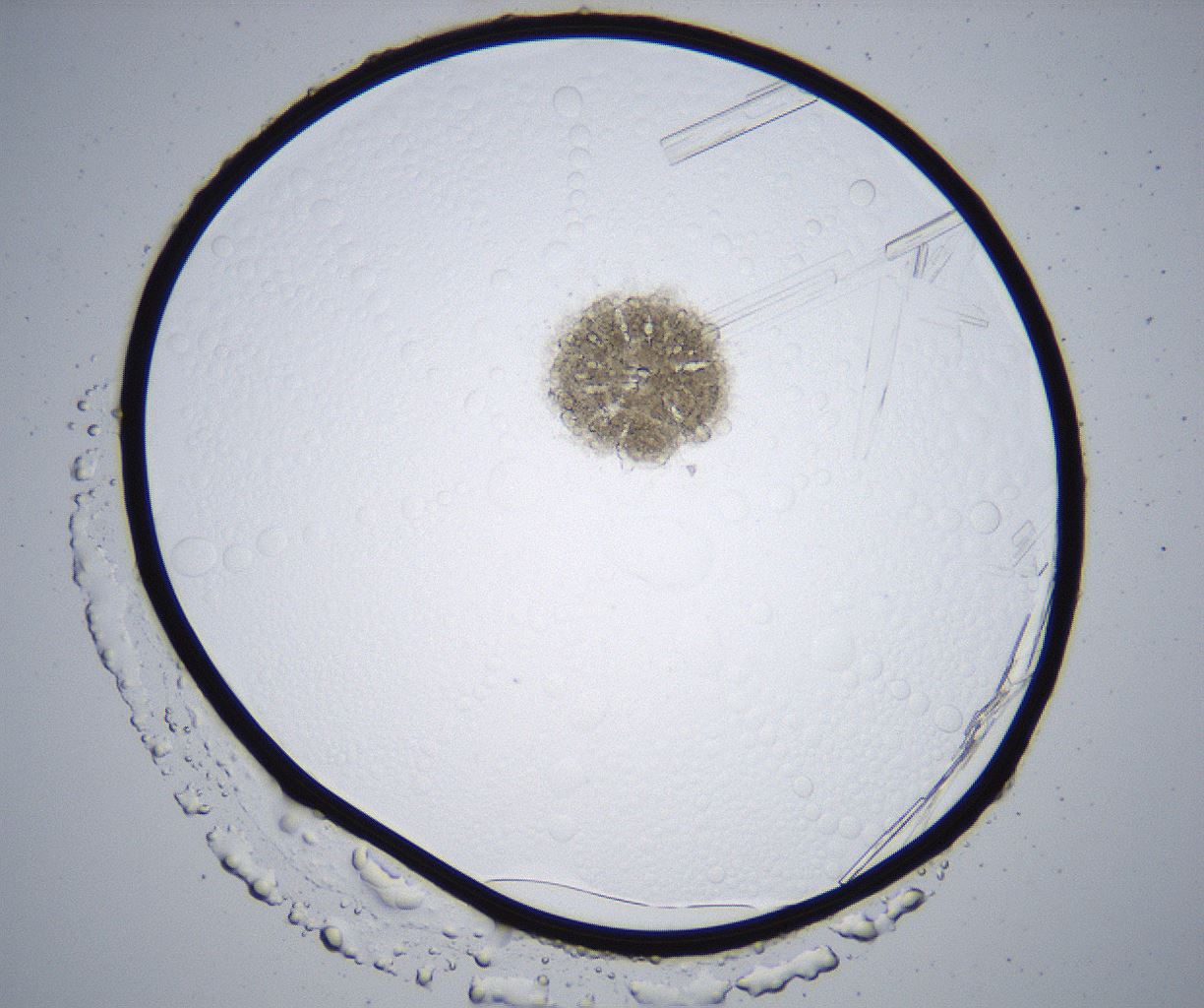 folderID364_plateID2364_batchID11089_wellNum40_profileID1_d1_r168625_ef.jpg
