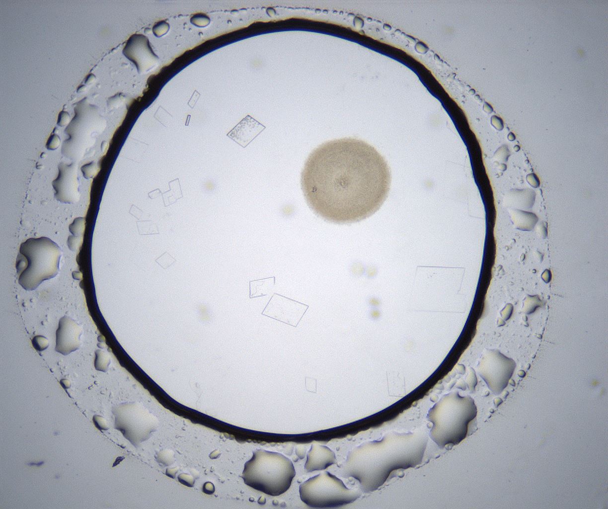 folderID357_plateID2357_batchID11083_wellNum51_profileID1_d1_r167687_ef.jpg