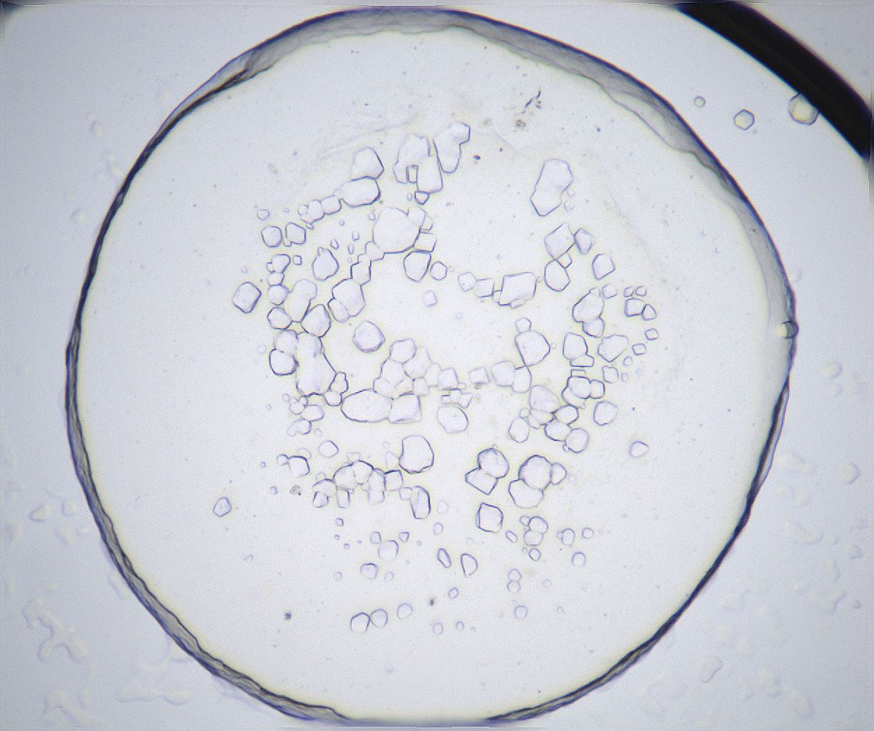 folderID358_plateID2358_batchID11080_wellNum67_profileID1_d1_r168103_ef.jpg