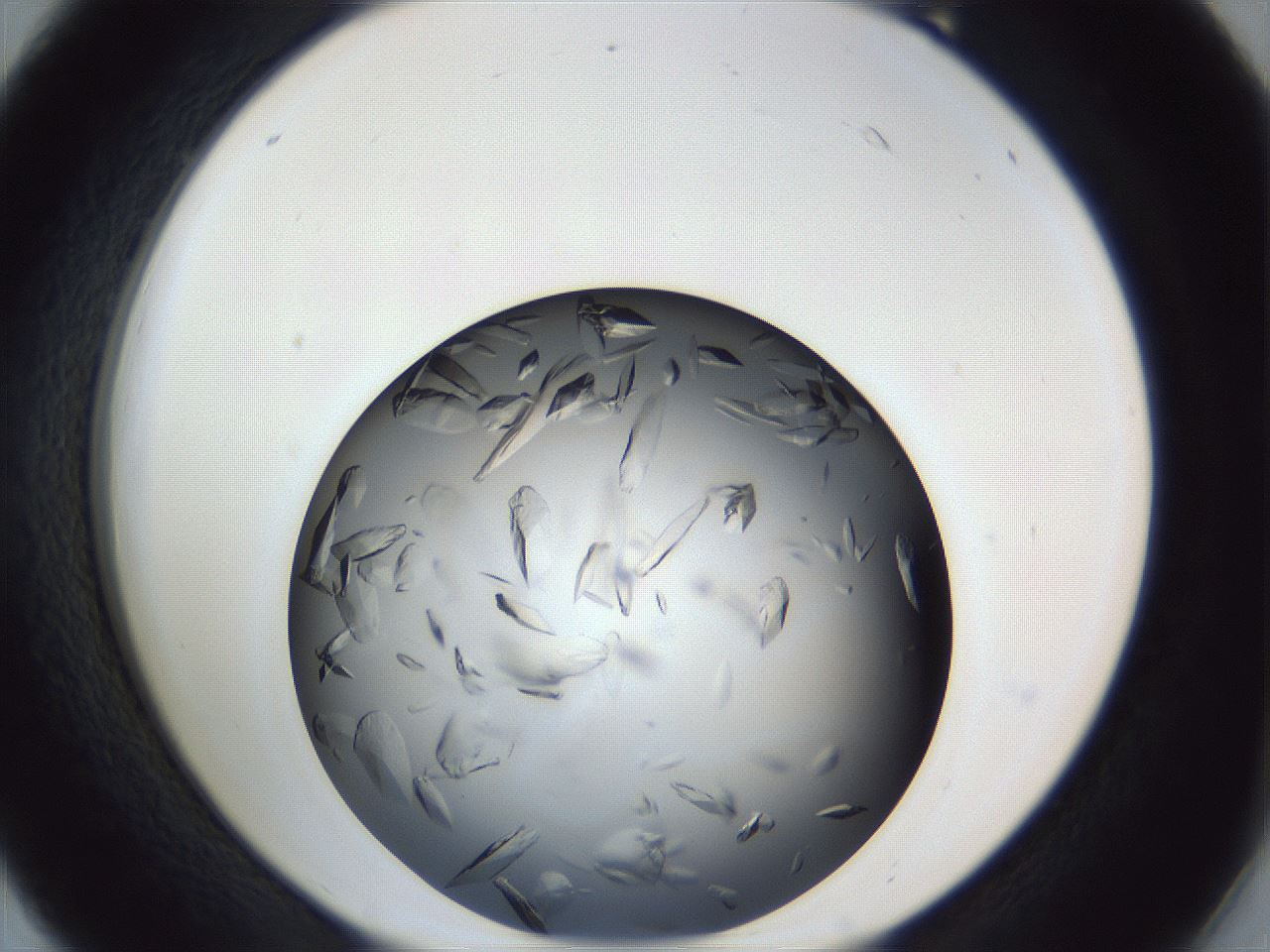 folderID364_plateID1364_batchID4726_wellNum18_profileID1_d2_r82611_ef.jpg