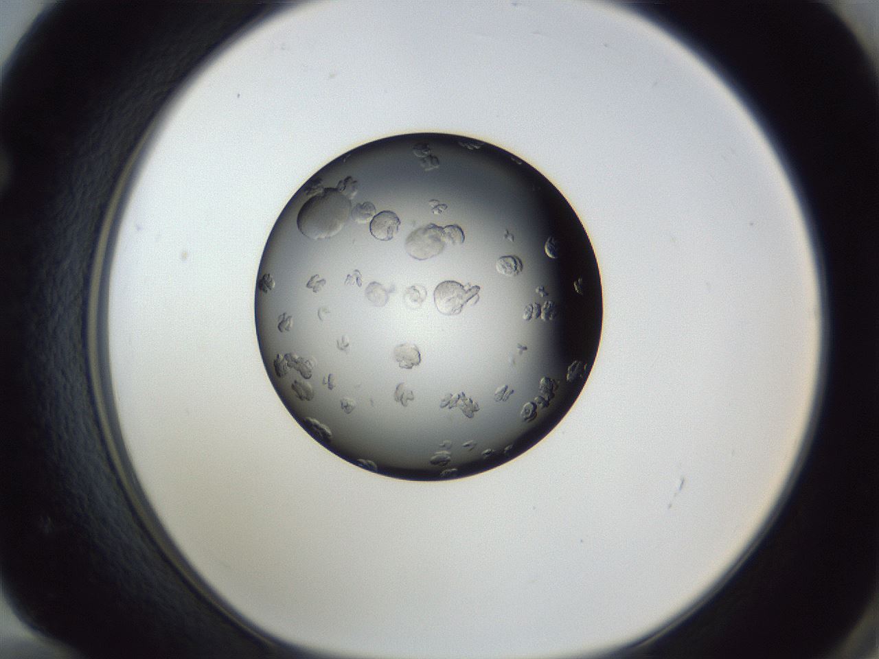 folderID364_plateID1364_batchID4726_wellNum72_profileID1_d1_r82718_ef.jpg