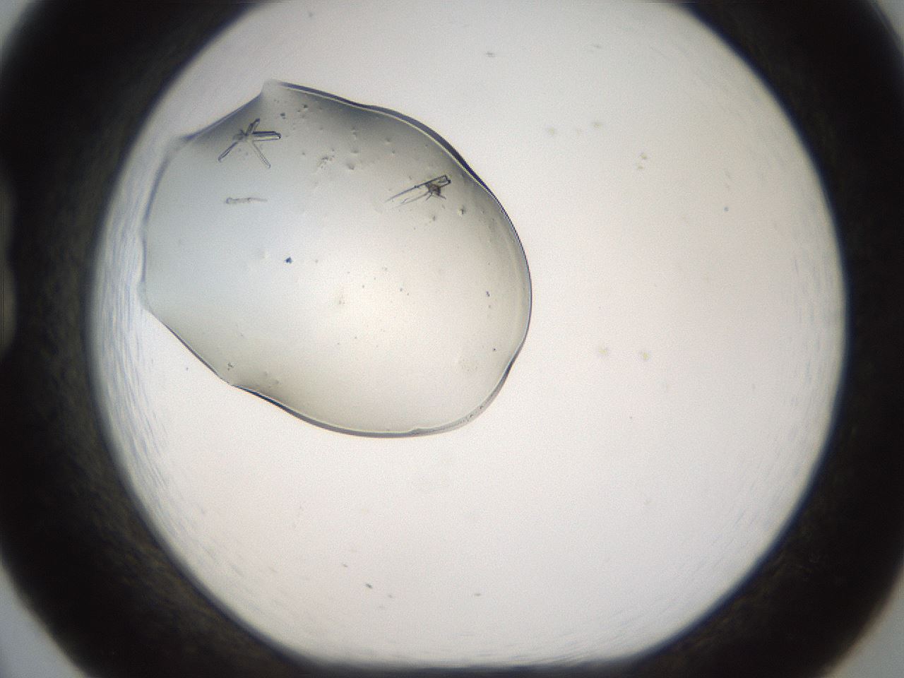 folderID367_plateID1367_batchID4732_wellNum20_profileID1_d1_r82998_ef.jpg