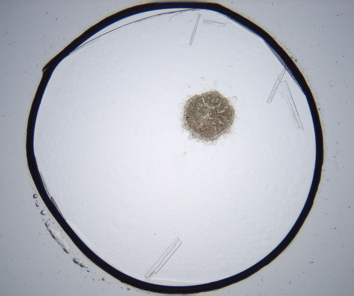 folderID364_plateID2364_batchID11089_wellNum65_profileID1_d1_r168675_ef.jpg