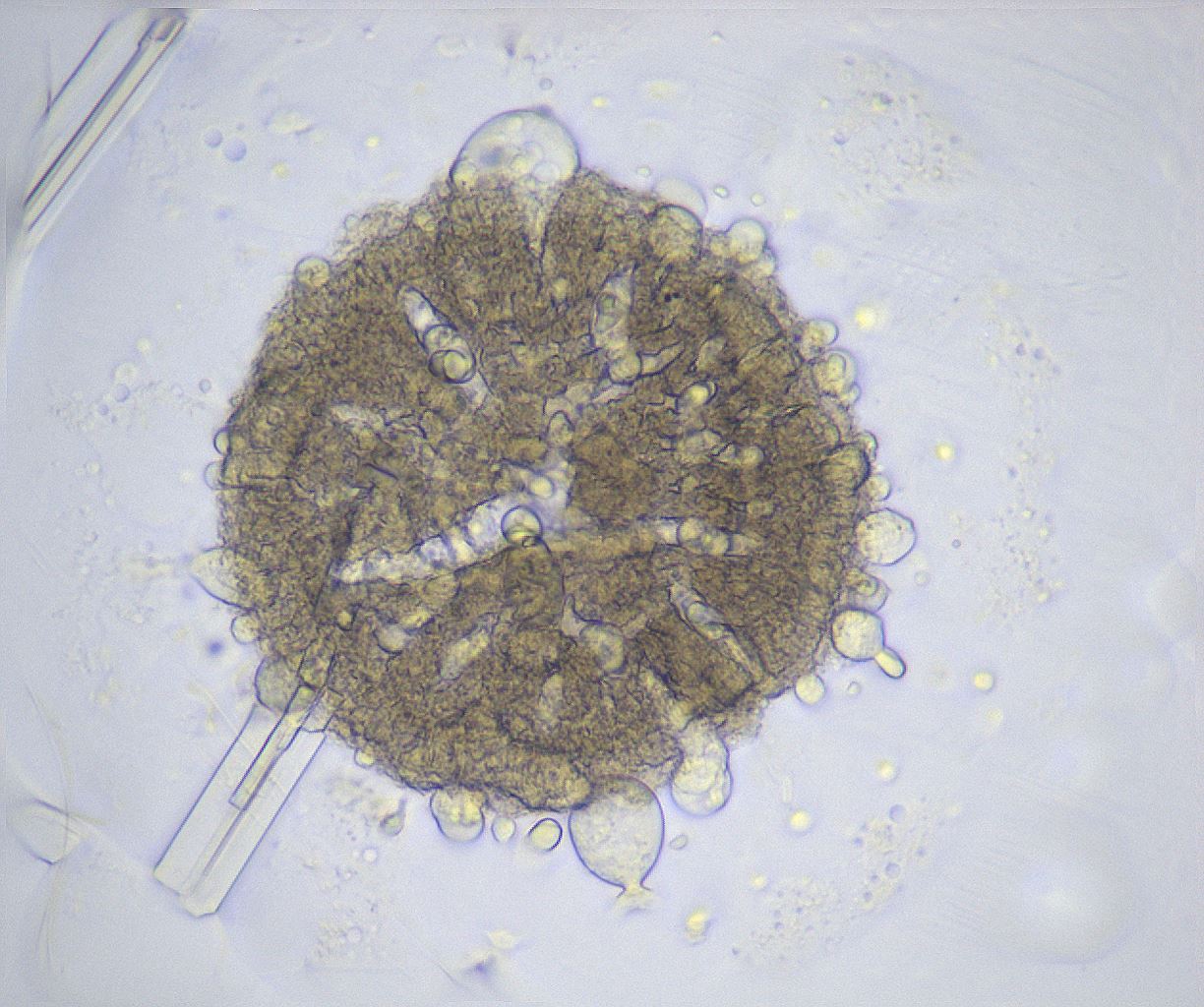 folderID364_plateID2364_batchID11089_wellNum68_profileID1_d1_r168681_ef.jpg