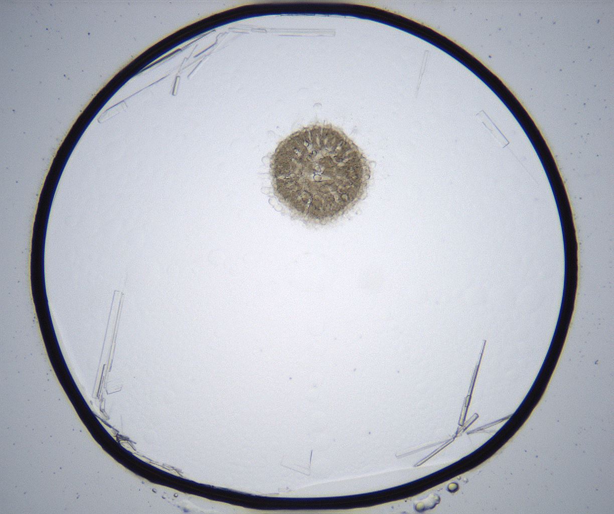 folderID364_plateID2364_batchID11089_wellNum77_profileID1_d1_r168699_ef.jpg