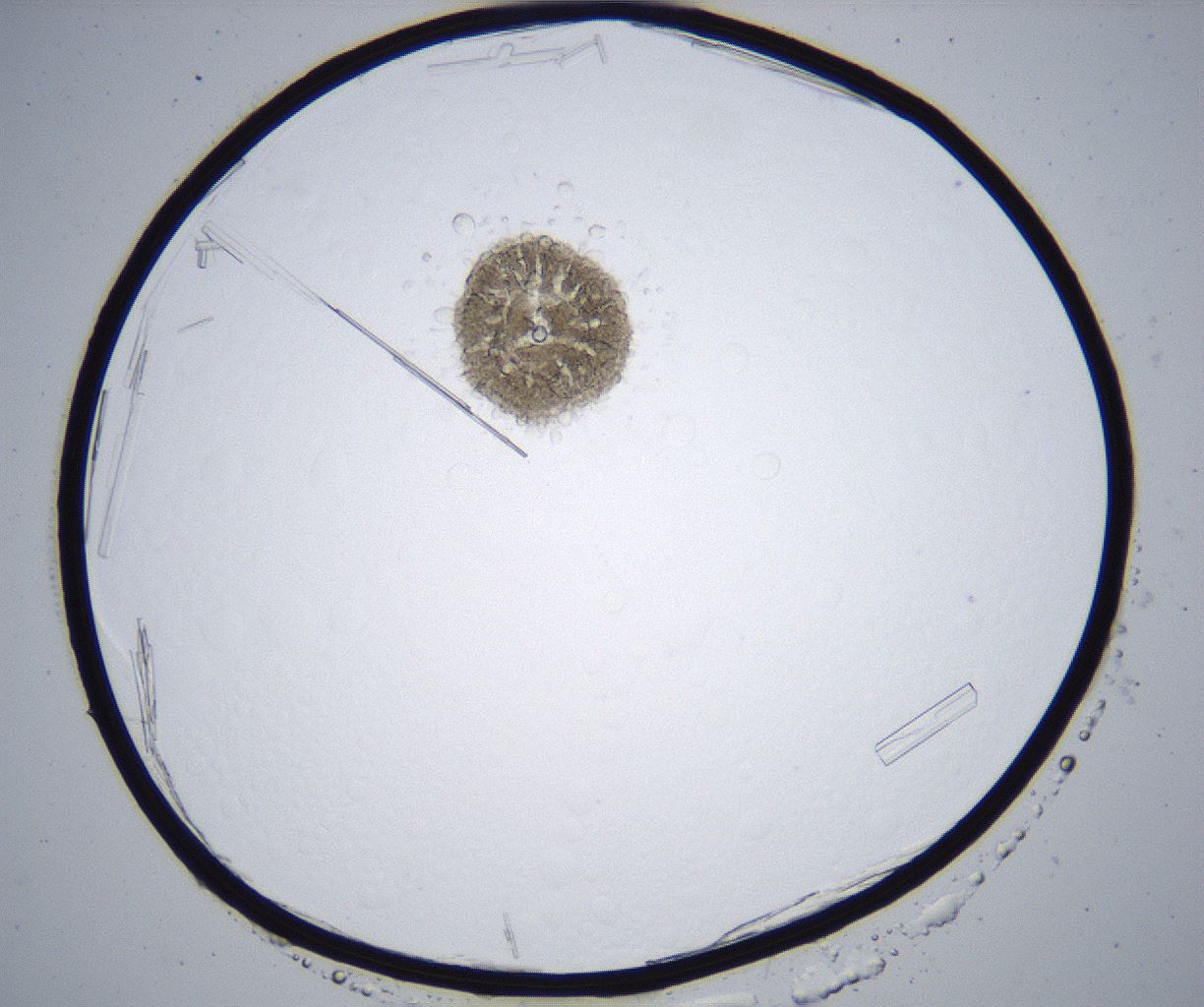 folderID364_plateID2364_batchID11089_wellNum79_profileID1_d1_r168703_ef.jpg
