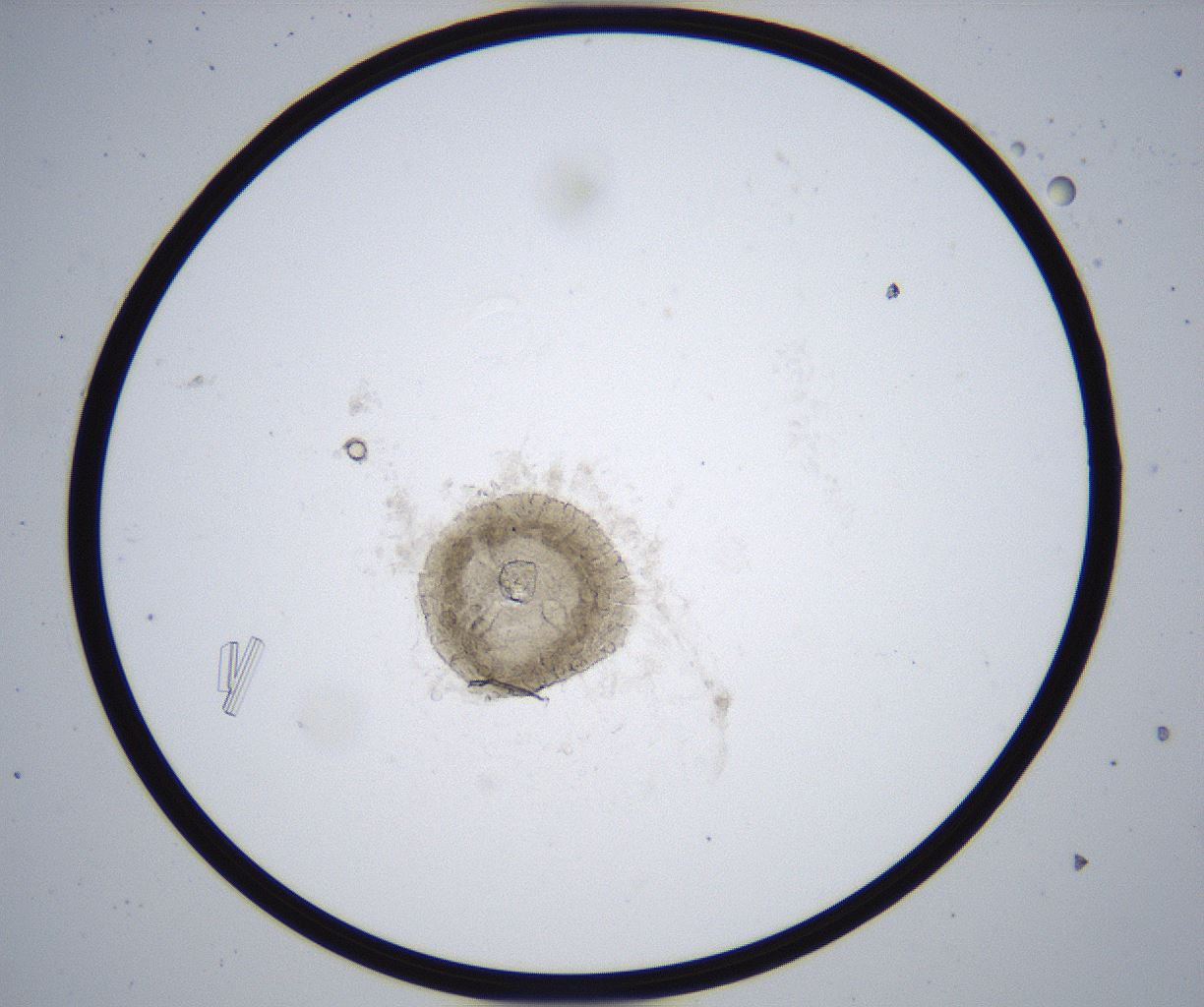 folderID364_plateID2364_batchID11089_wellNum94_profileID1_d1_r168733_ef.jpg