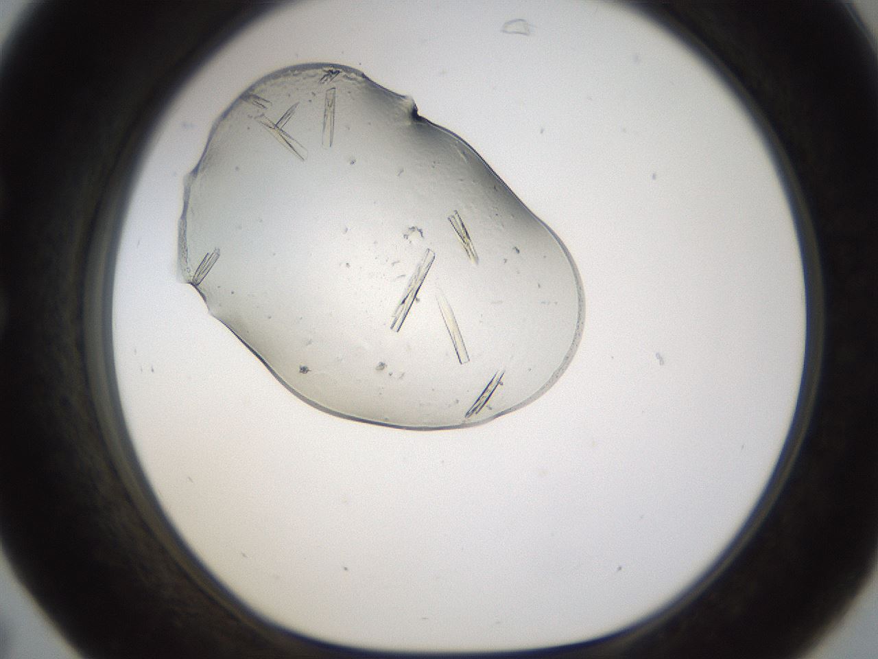 folderID367_plateID1367_batchID4732_wellNum31_profileID1_d1_r83020_ef.jpg