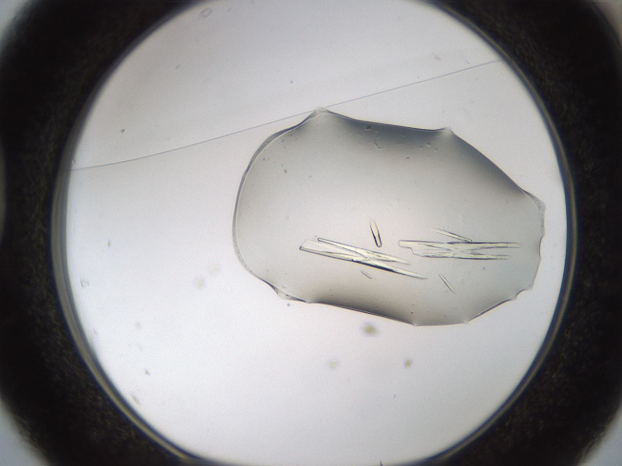 folderID367_plateID1367_batchID4732_wellNum37_profileID1_d1_r83032_ef.jpg