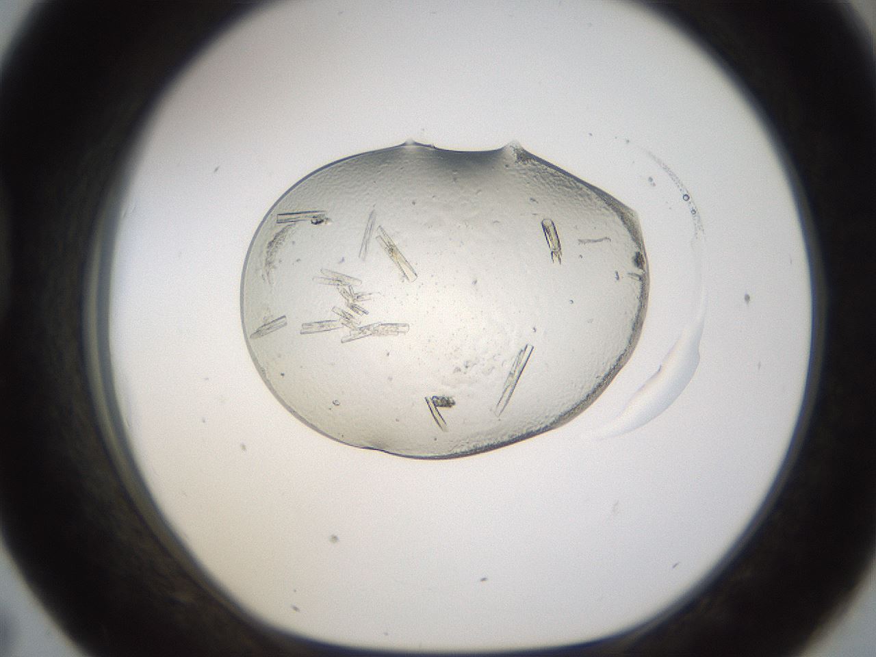 folderID367_plateID1367_batchID4732_wellNum43_profileID1_d1_r83044_ef.jpg