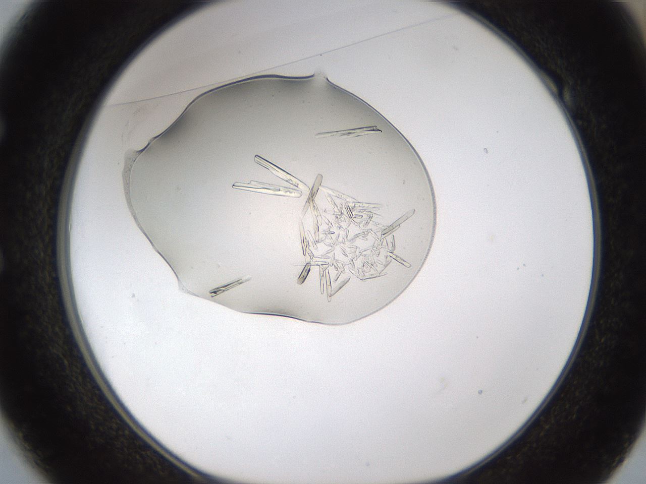 folderID367_plateID1367_batchID4732_wellNum49_profileID1_d1_r83056_ef.jpg