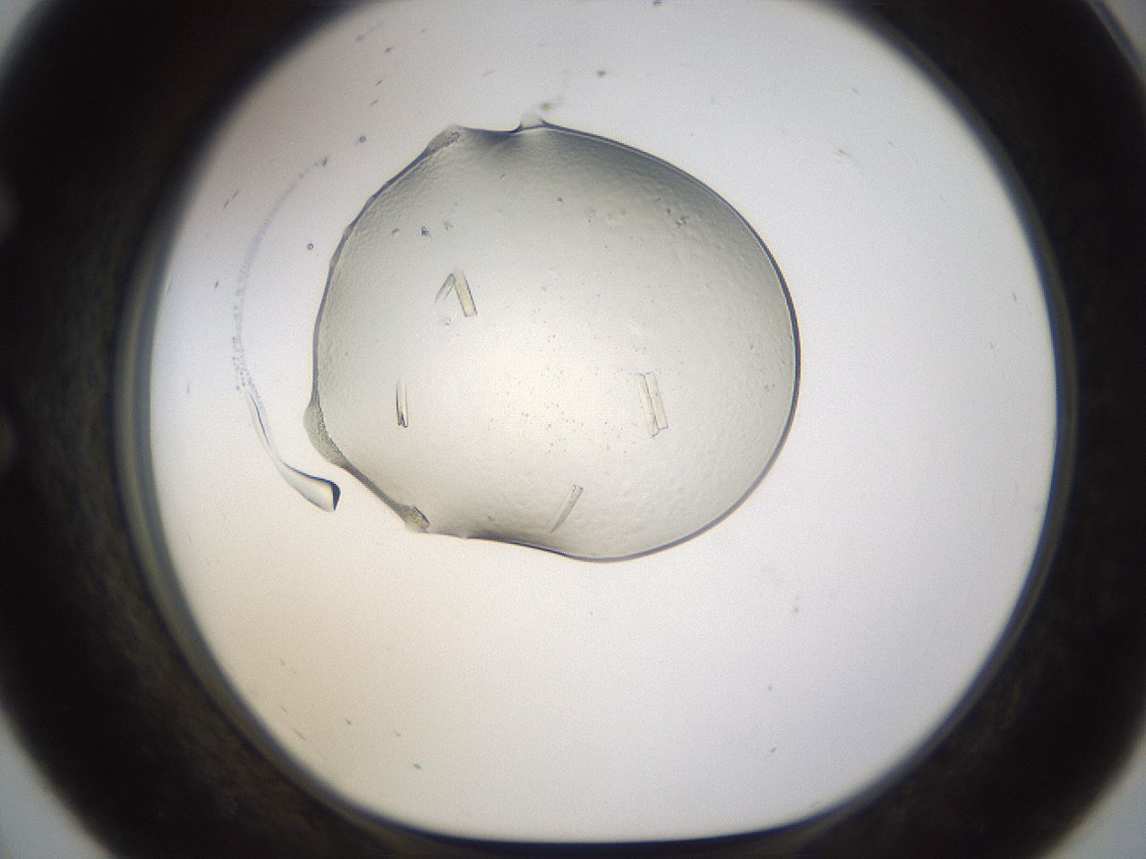 folderID367_plateID1367_batchID4732_wellNum56_profileID1_d1_r83070_ef.jpg
