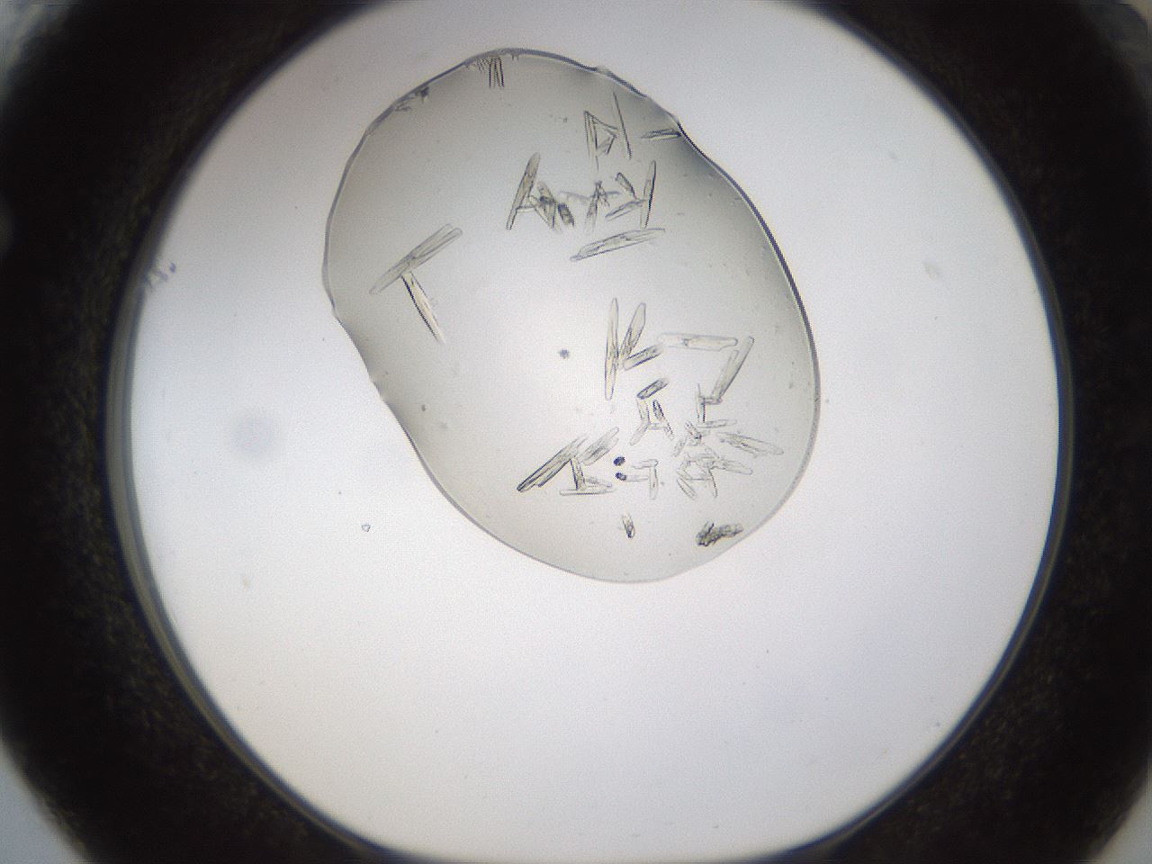 folderID367_plateID1367_batchID4732_wellNum61_profileID1_d1_r83080_ef.jpg