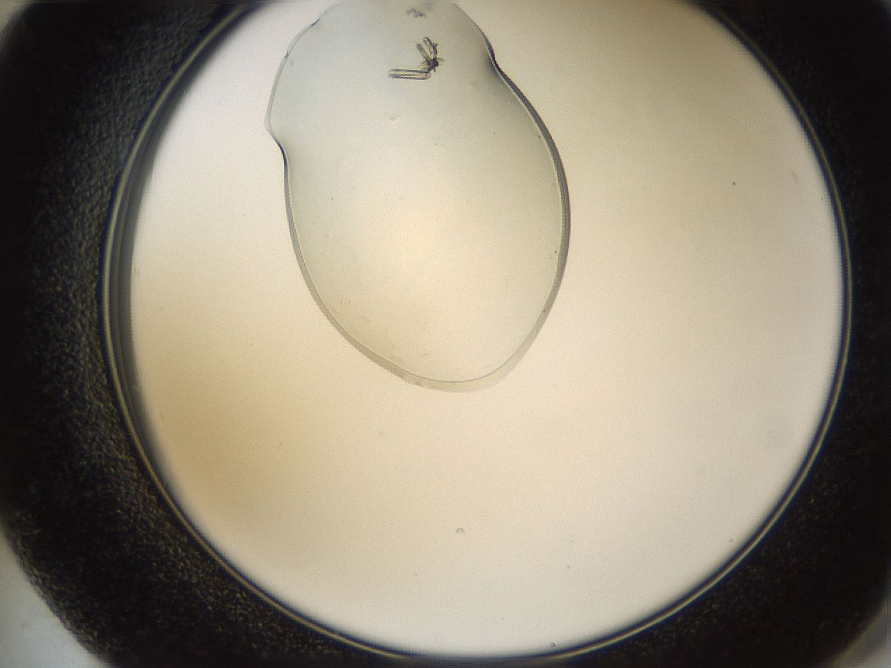 folderID367_plateID1367_batchID4732_wellNum72_profileID1_d2_r83103_ef.jpg