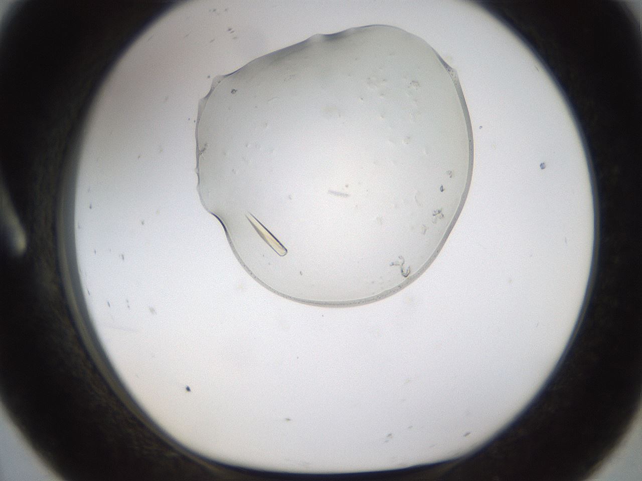 folderID367_plateID1367_batchID4732_wellNum8_profileID1_d1_r82974_ef.jpg