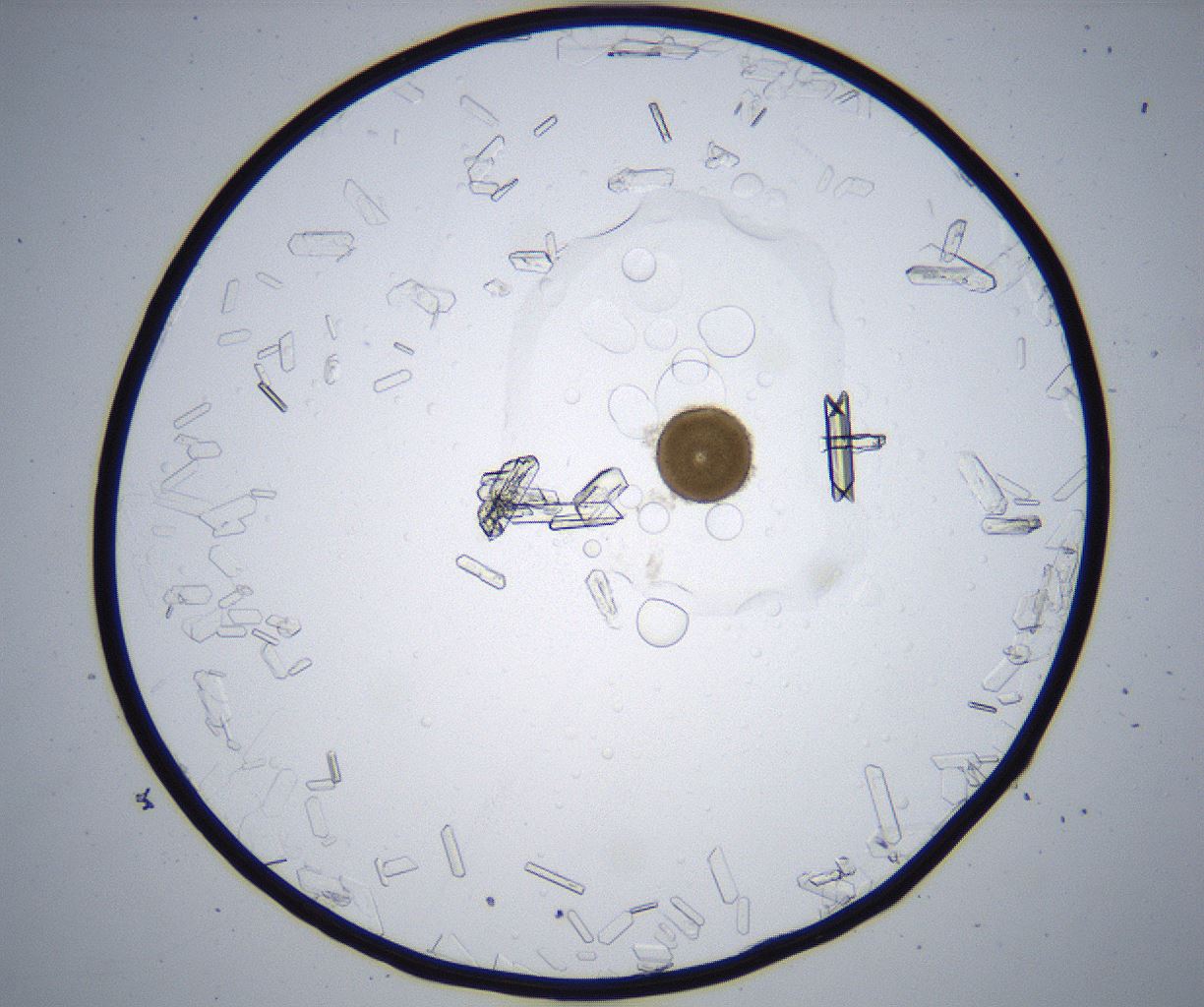 folderID369_plateID2369_batchID11114_wellNum40_profileID1_d1_r170545_ef.jpg