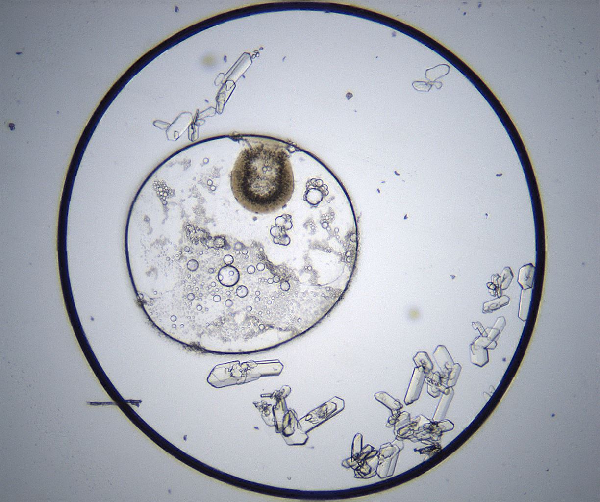 folderID369_plateID2369_batchID11114_wellNum64_profileID1_d1_r170593_ef.jpg