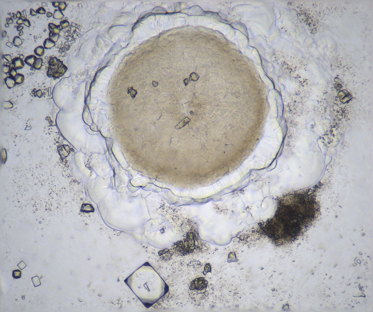 folderID369_plateID2369_batchID11114_wellNum73_profileID1_d1_r170611_ef.jpg