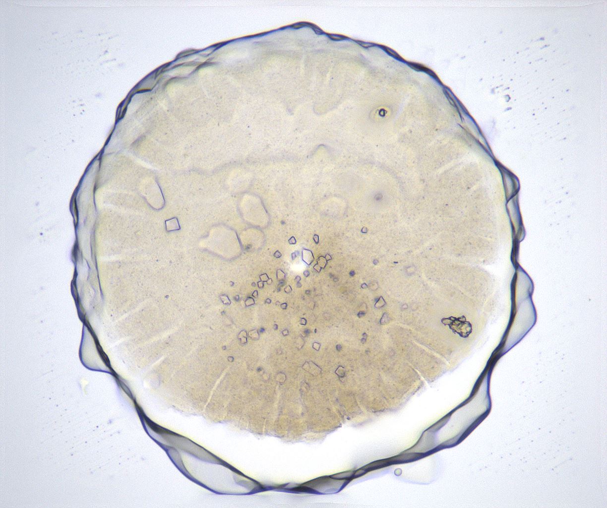 folderID369_plateID2369_batchID11114_wellNum8_profileID1_d1_r170481_ef.jpg