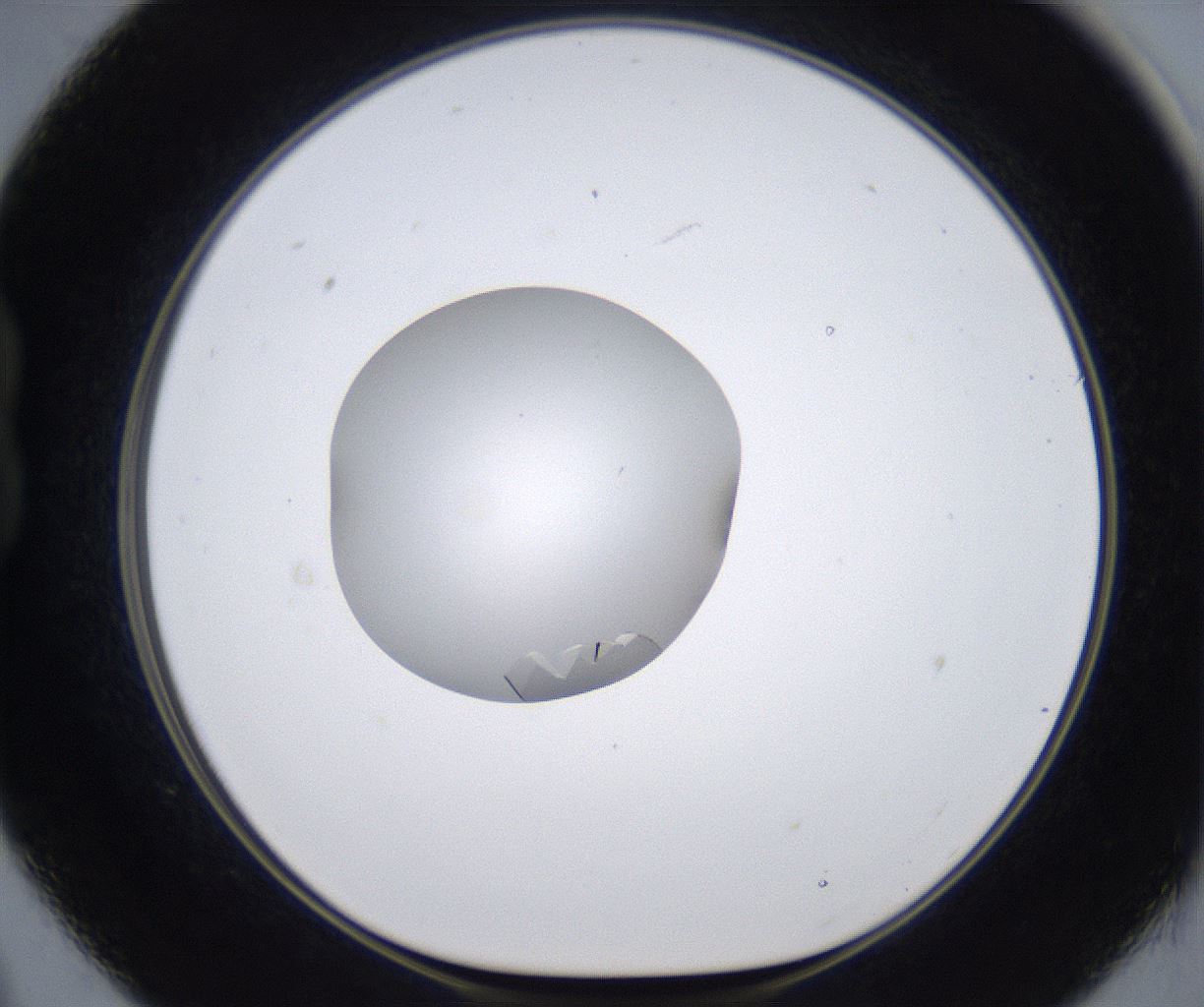 folderID377_plateID2377_batchID11227_wellNum21_profileID1_d1_r175671_ef.jpg