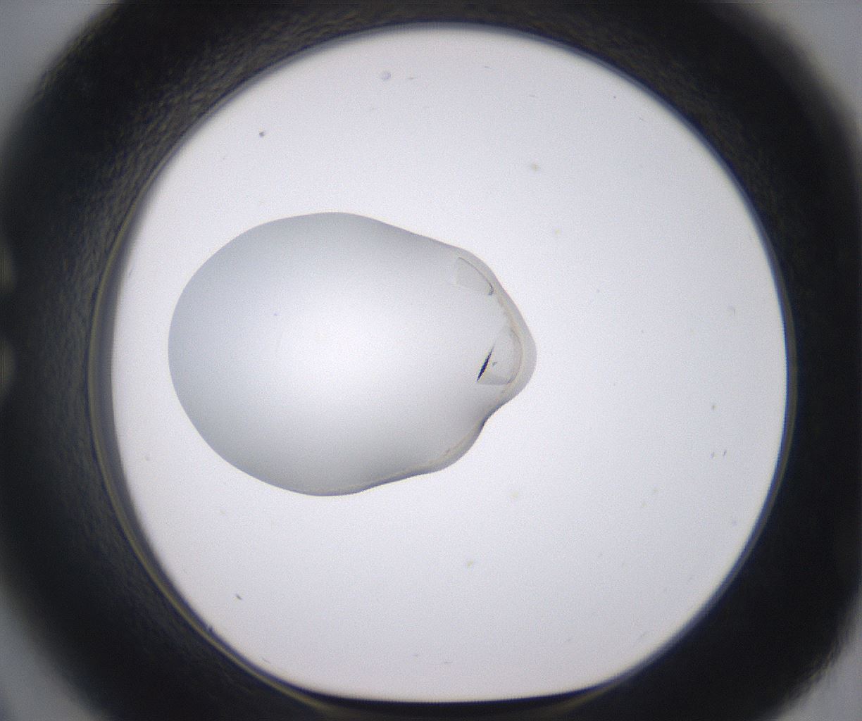 folderID378_plateID2378_batchID11226_wellNum33_profileID1_d1_r175587_ef.jpg