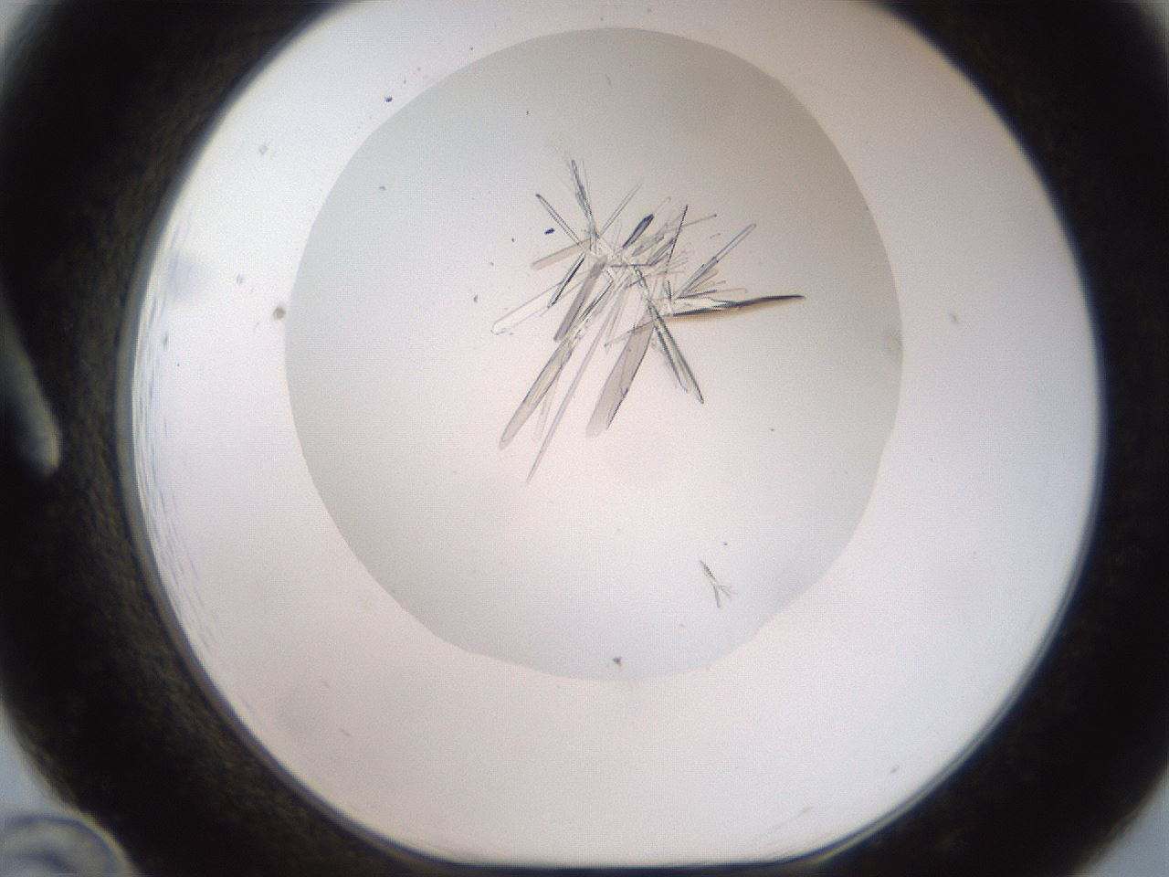 folderID381_plateID2381_batchID11228_wellNum12_profileID1_d1_r175758_ef.jpg