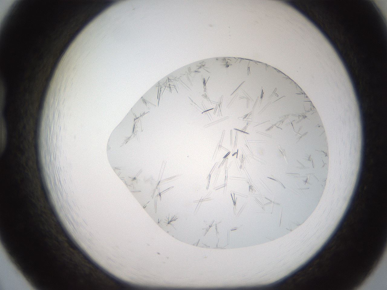 folderID381_plateID2381_batchID11228_wellNum20_profileID1_d1_r175766_ef.jpg