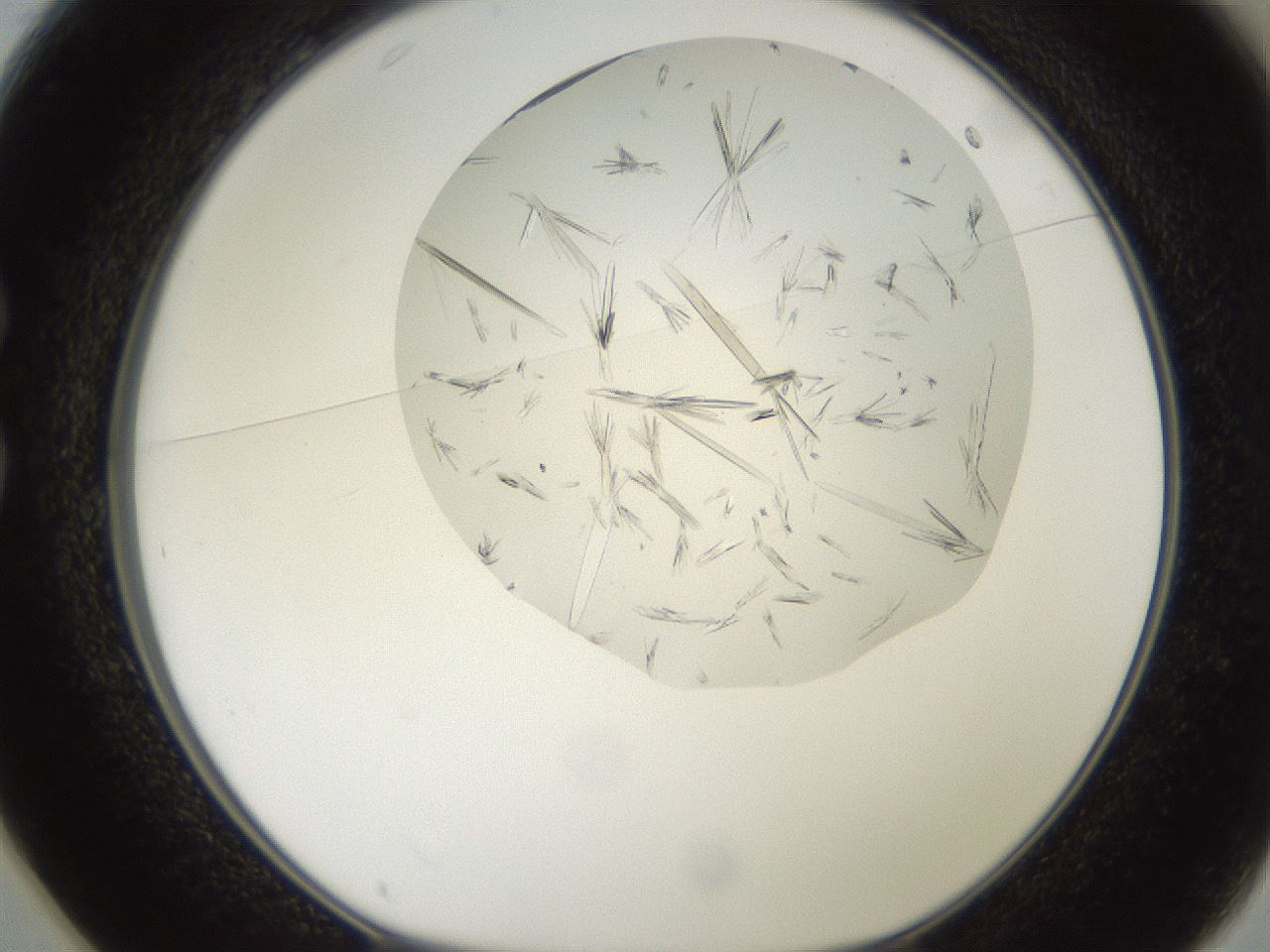 folderID381_plateID2381_batchID11228_wellNum25_profileID1_d1_r175771_ef.jpg