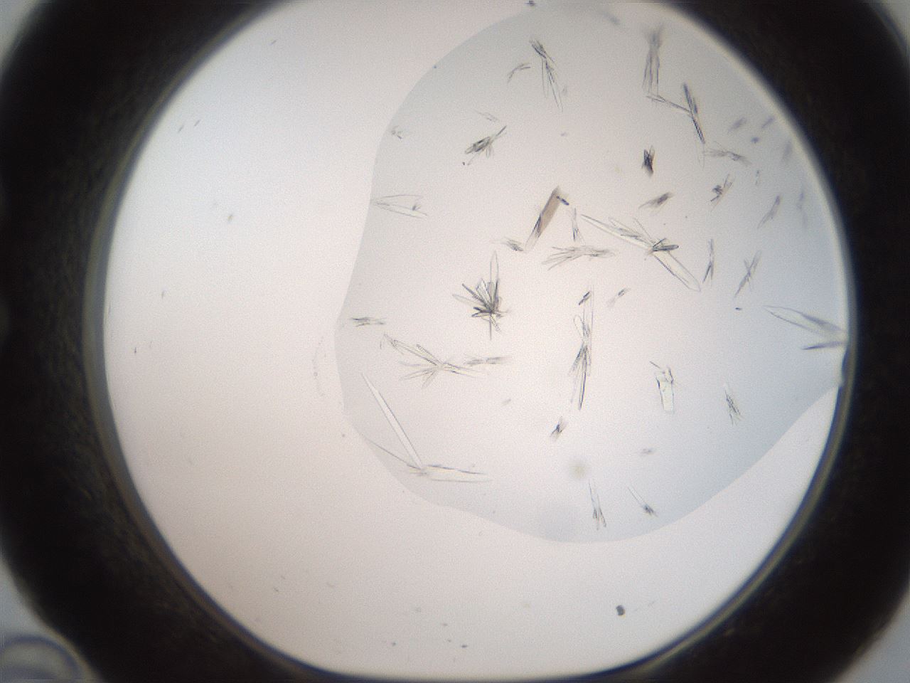 folderID381_plateID2381_batchID11228_wellNum34_profileID1_d1_r175780_ef.jpg