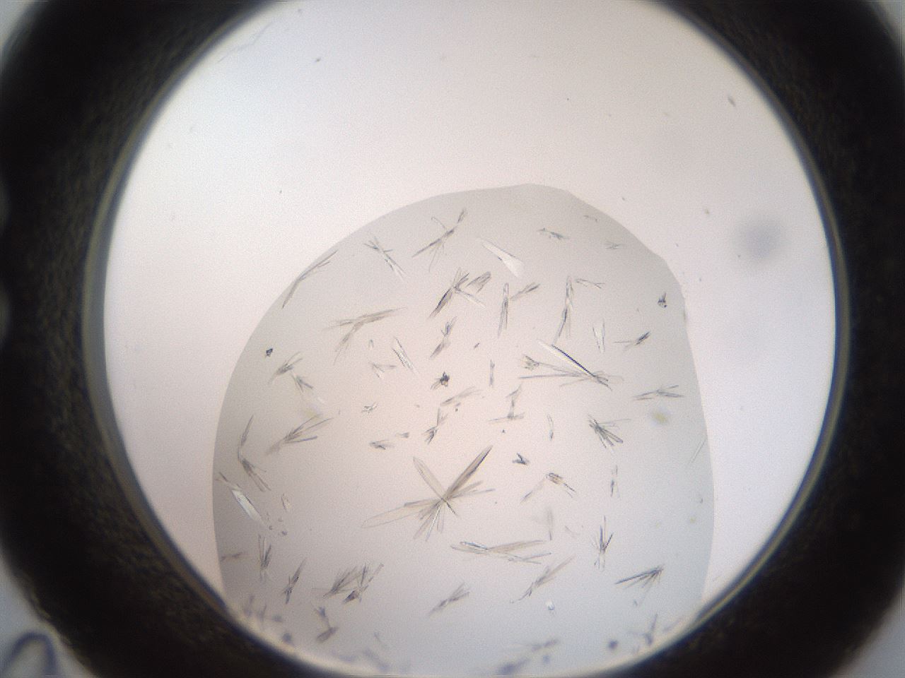 folderID381_plateID2381_batchID11228_wellNum35_profileID1_d1_r175781_ef.jpg