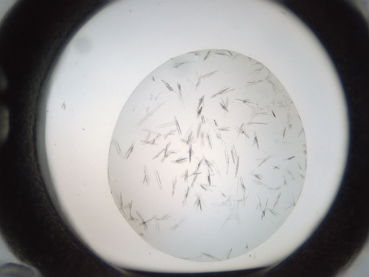 folderID381_plateID2381_batchID11228_wellNum84_profileID1_d1_r175830_ef.jpg